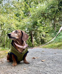 Waterproof Dog Collar - Pink - Sharper Barker