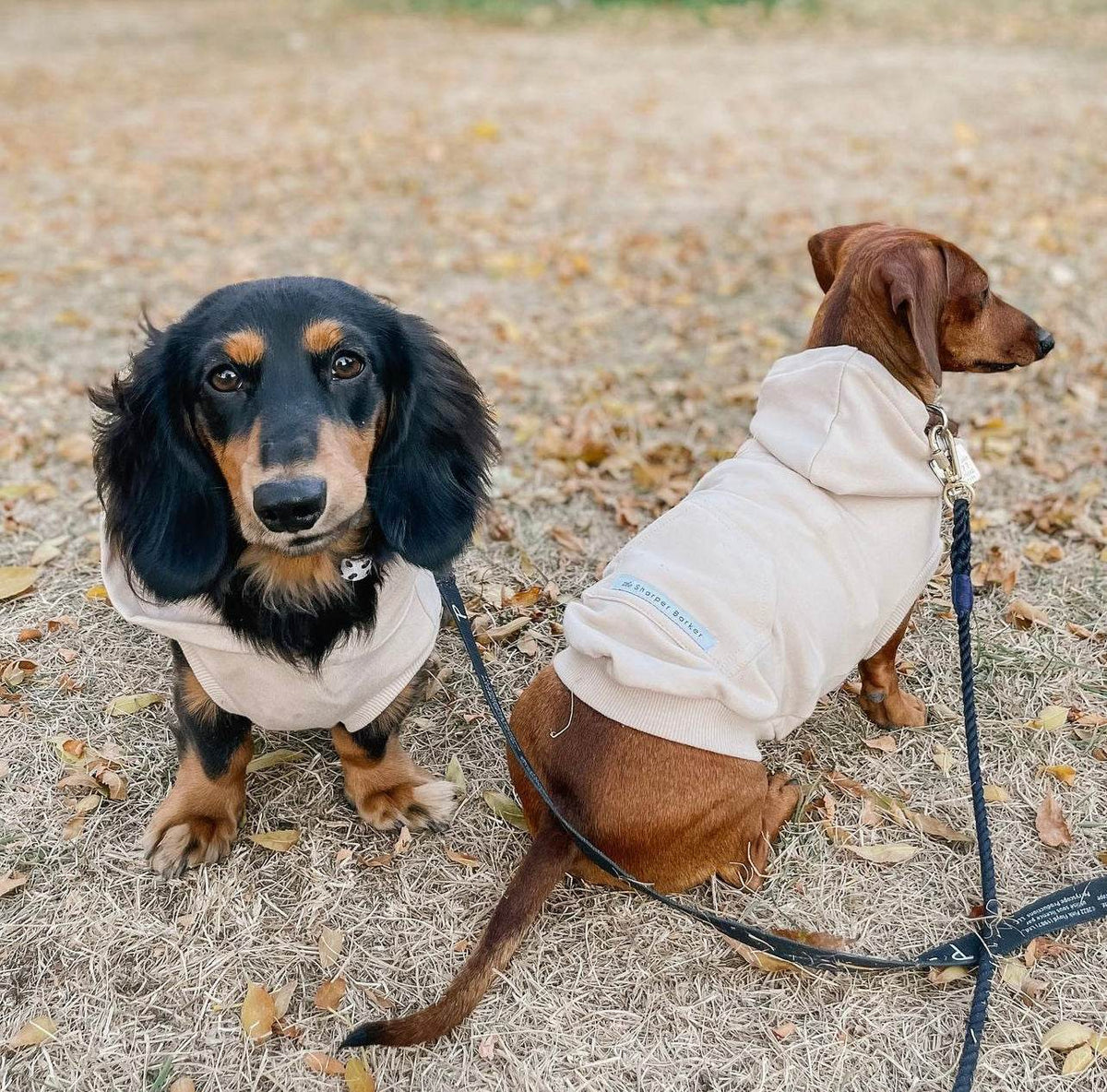 Biscuit Hoodie - Sharper Barker