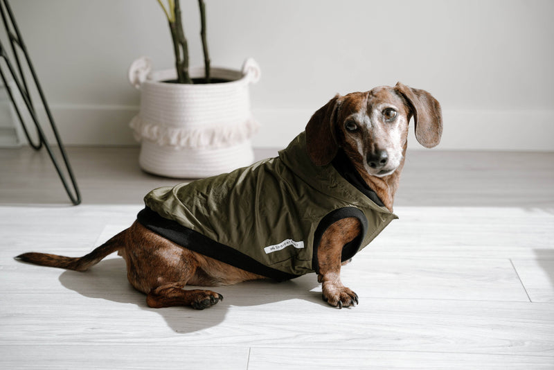 The Best Dog Raincoats to Keep Your Pup Dry and Stylish