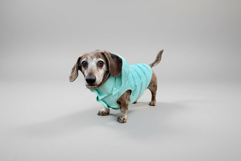 dachshund wearing a turquoise puffer coat
