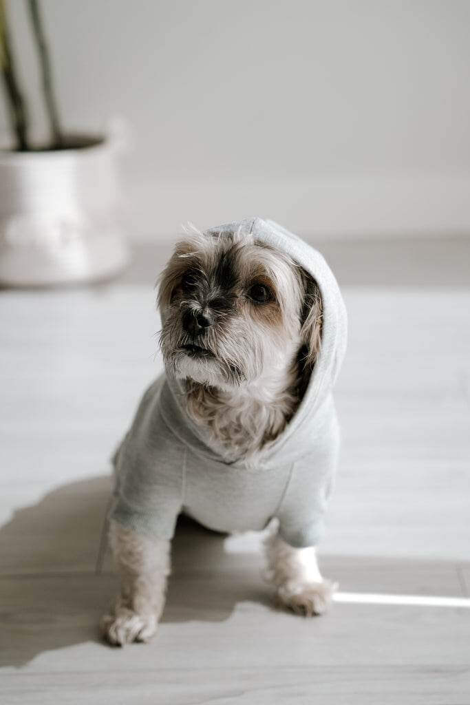 Where to Find Premium, Canadian-Made Dog Clothes: The Stretchy Bamboo Difference