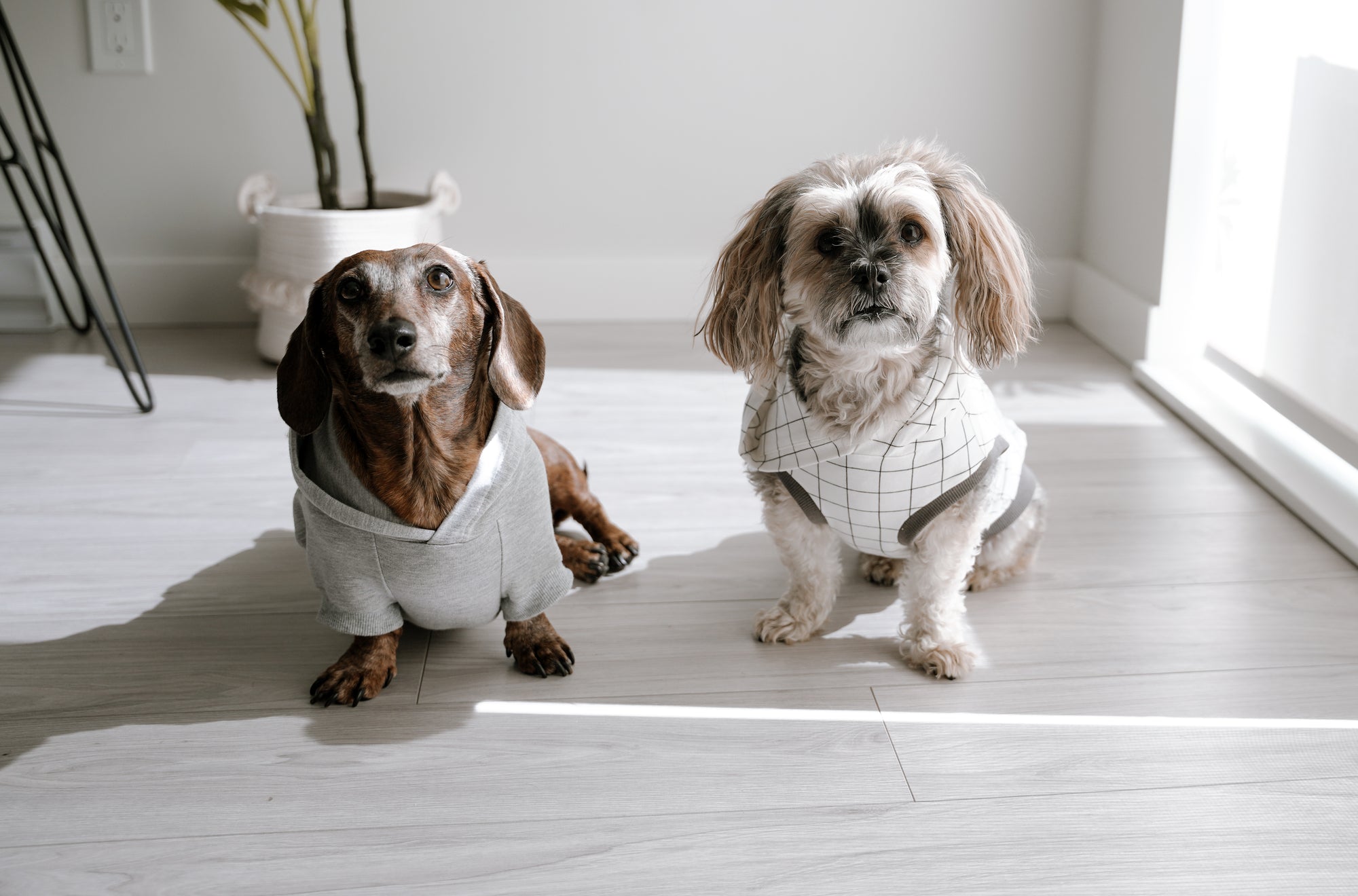 dogs wearing hoodies