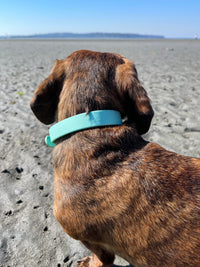 Waterproof Dog Collar - Turquoise  (end of line)