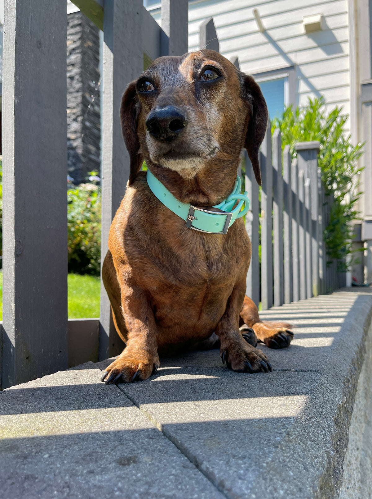 Waterproof Dog Collar - Turquoise  (end of line)