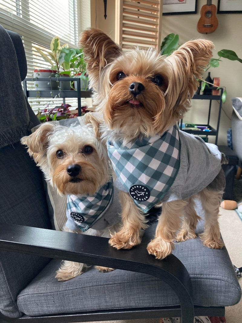 Dog Clothes Male: Stylish Wardrobe Picks for Your Pup