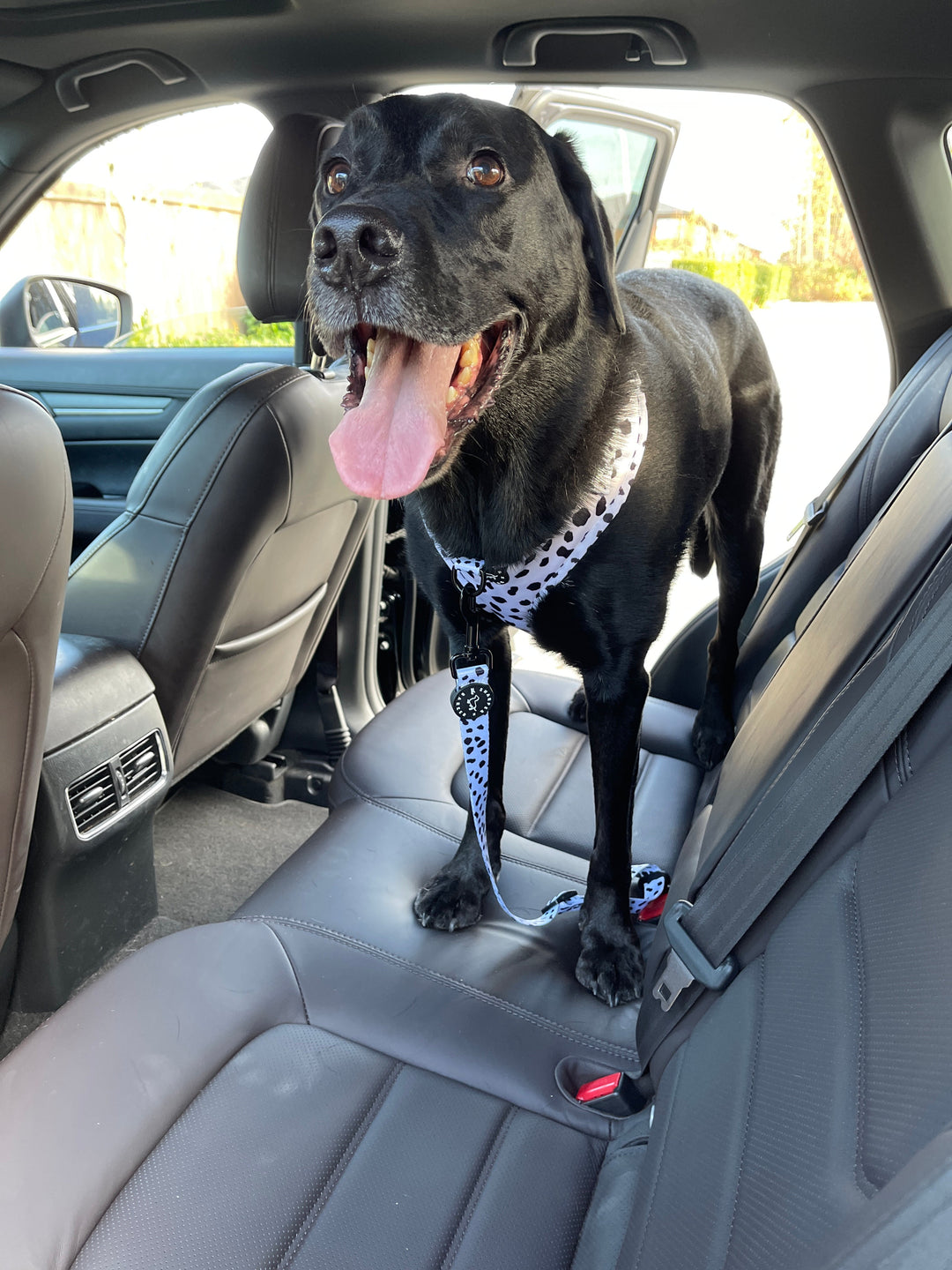 dog with car seatbelt, dalmatian car restraint, black lab in car
