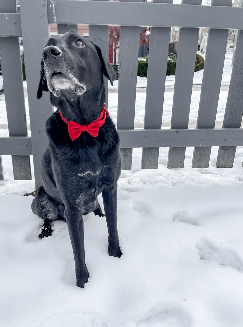 Waterproof Dog Collar - Red