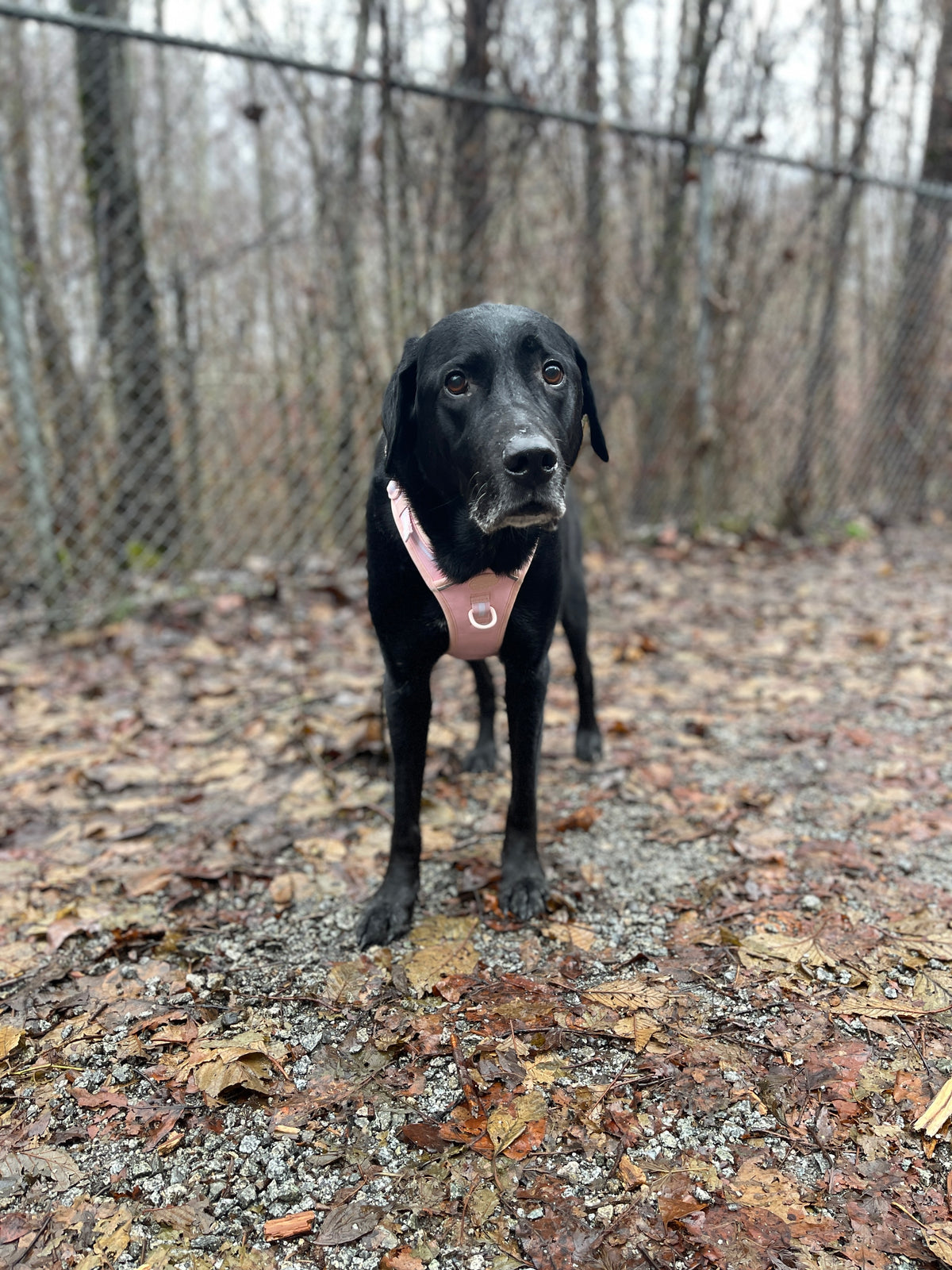 Adventure Harness - Baby Lilac