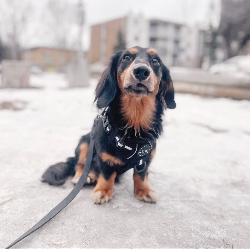 Adventure Harness - Black