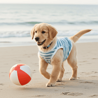 Seaside Stripes Sage Blue & White Striped Dog Shirt – Lightweight Summer Dog Tee for Small to Large Breeds - Sharper Barker