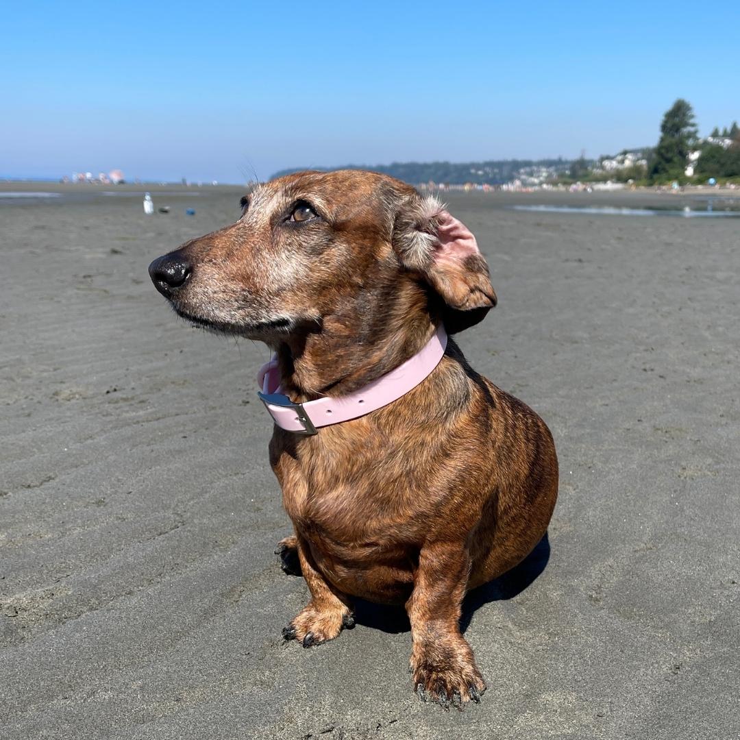 Waterproof Dog Collar - Pink