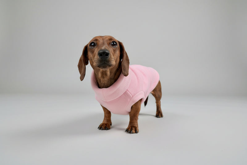 Dachshund wearing a pink sweater standing on a wooden deck with a natural background.