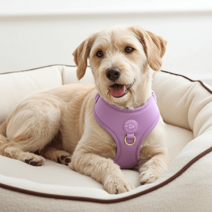 Lilac Purple Harness - Sharper Barker