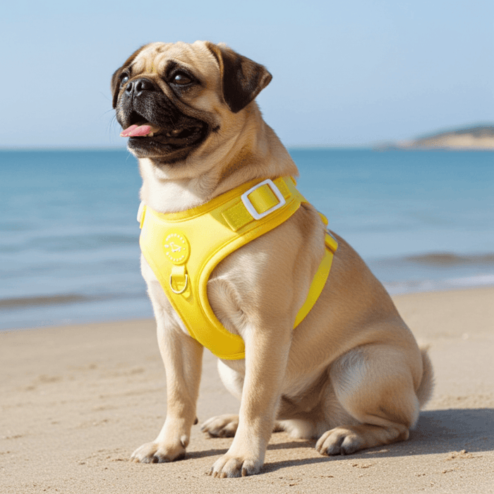 Sunshine Yellow Harness - Sharper Barker