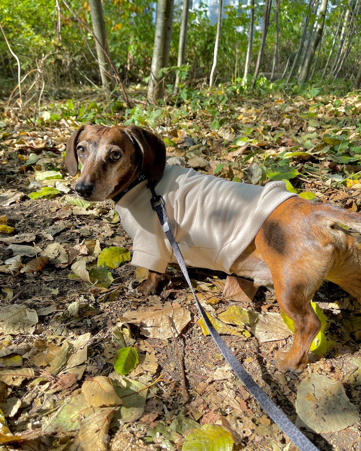 Biscuit Fleece Dog Crew