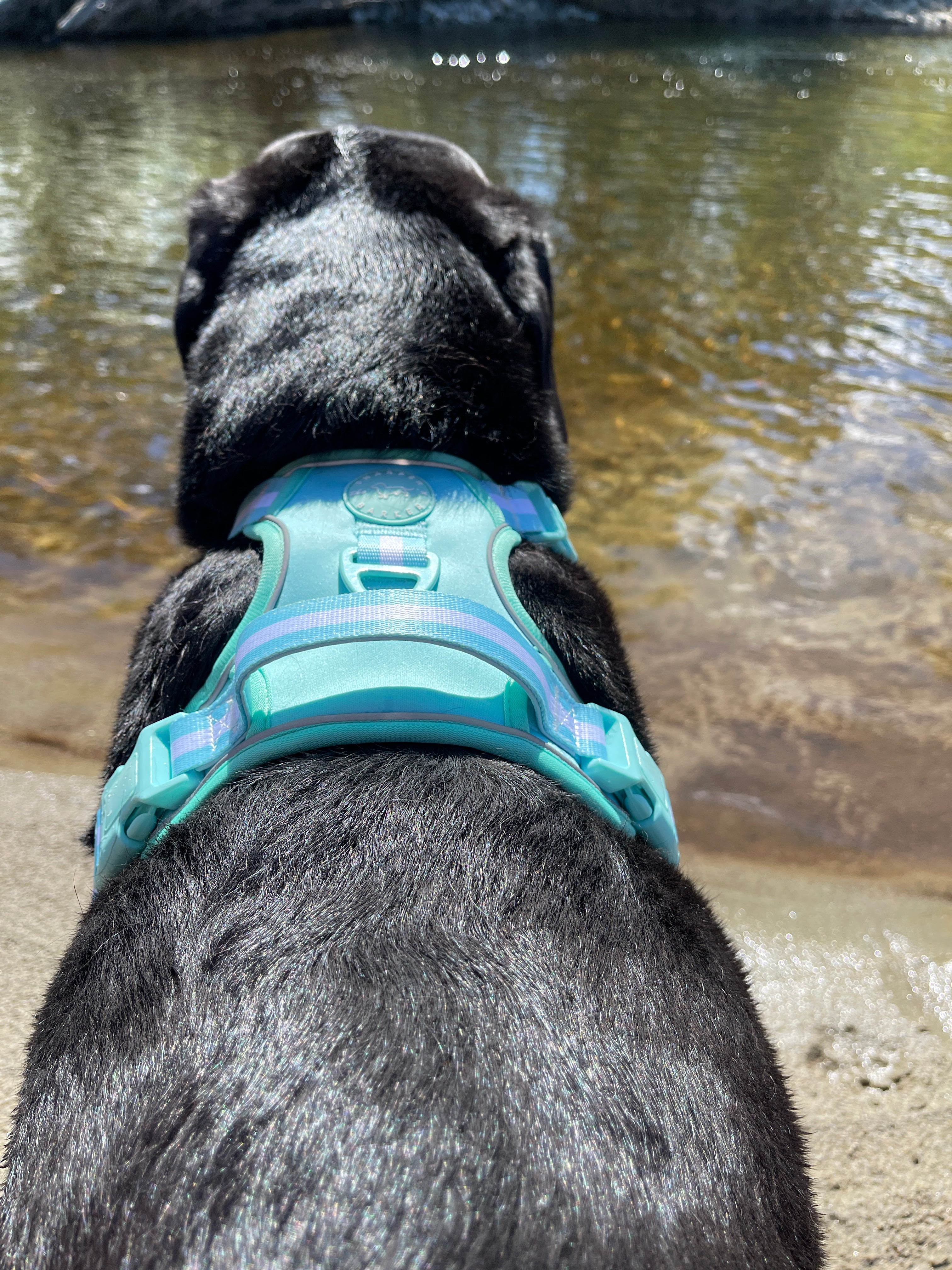 Embark active best sale dog harness