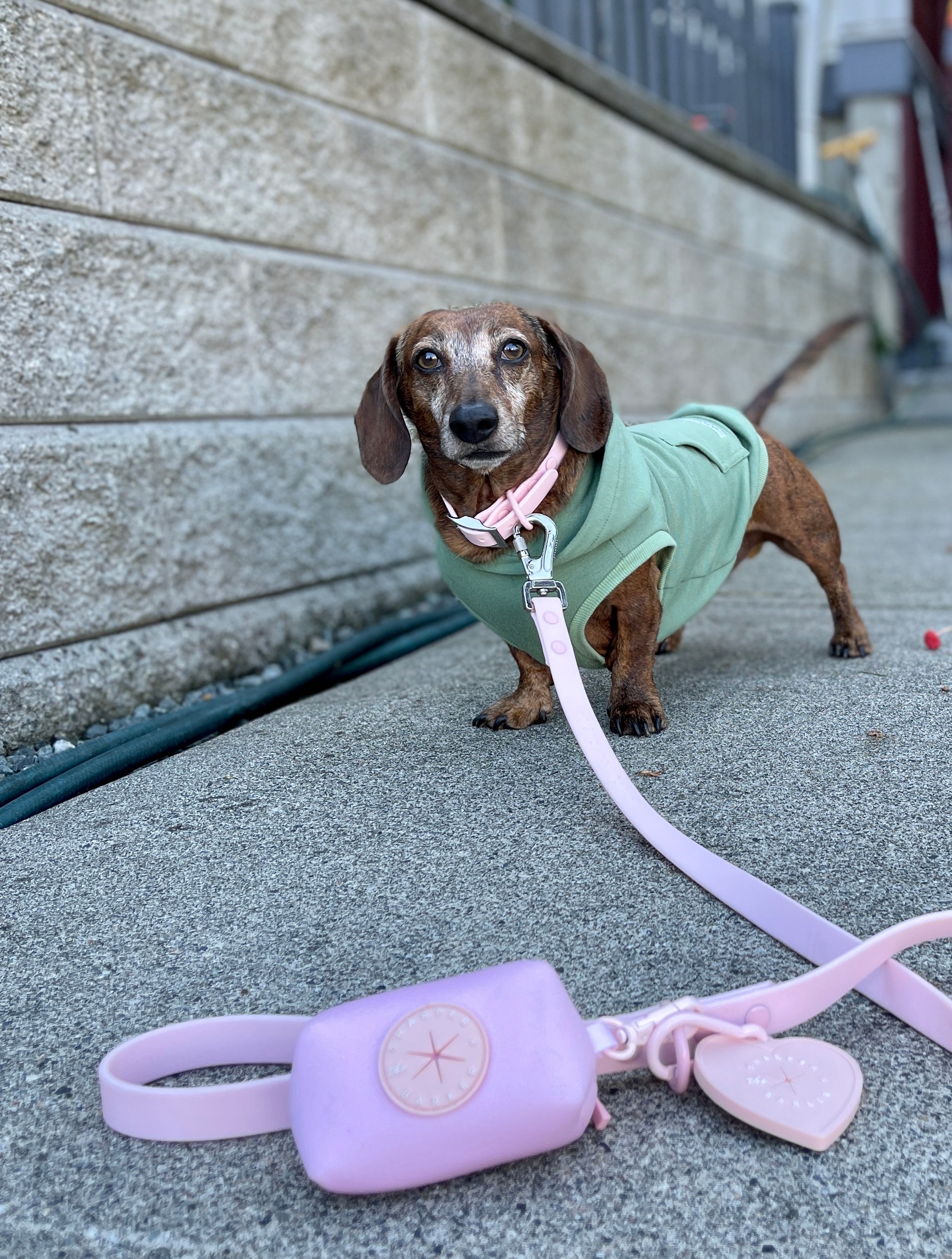 Sausage store dog leash