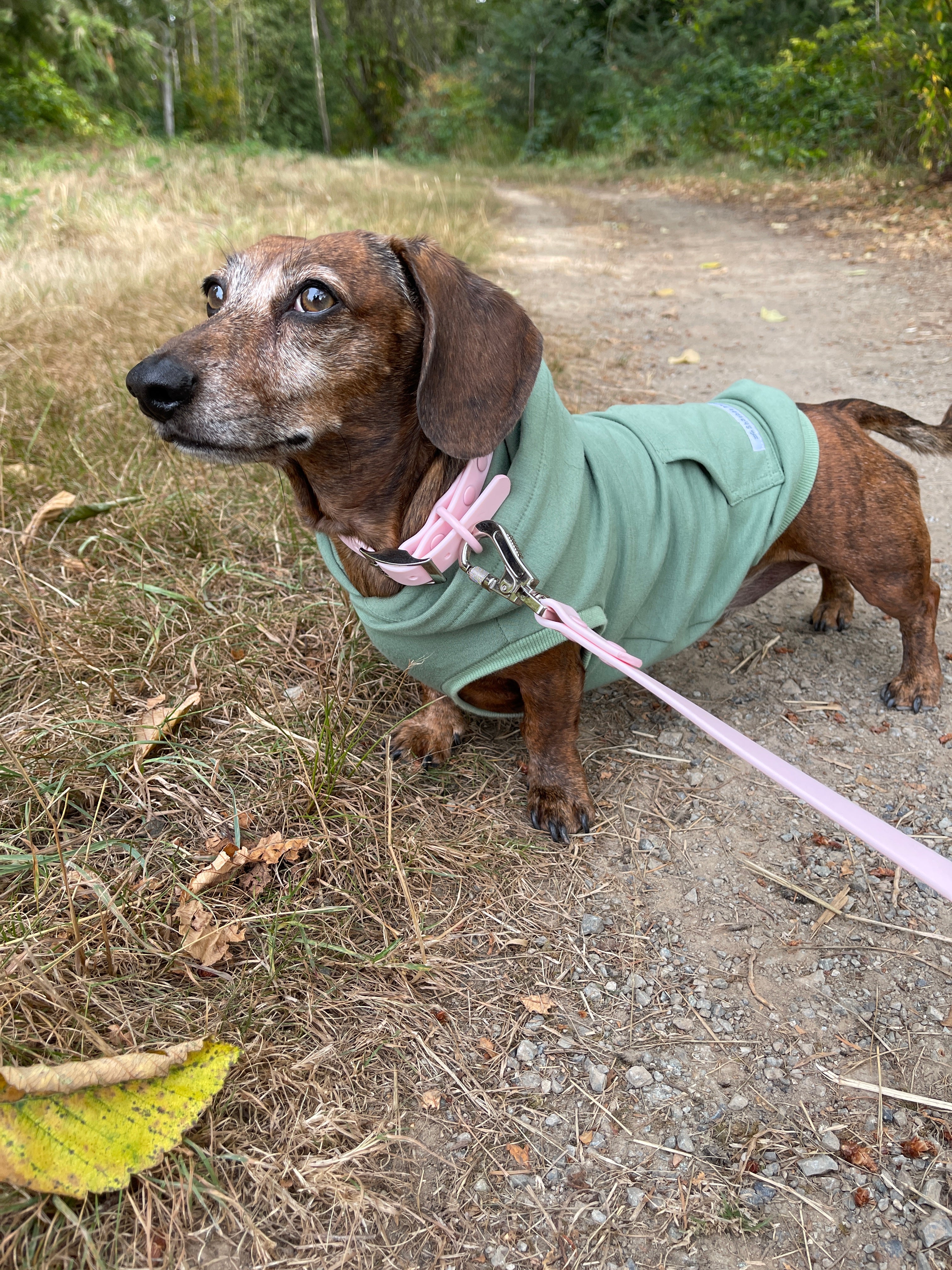 Mini dachshund puppy sales clothes