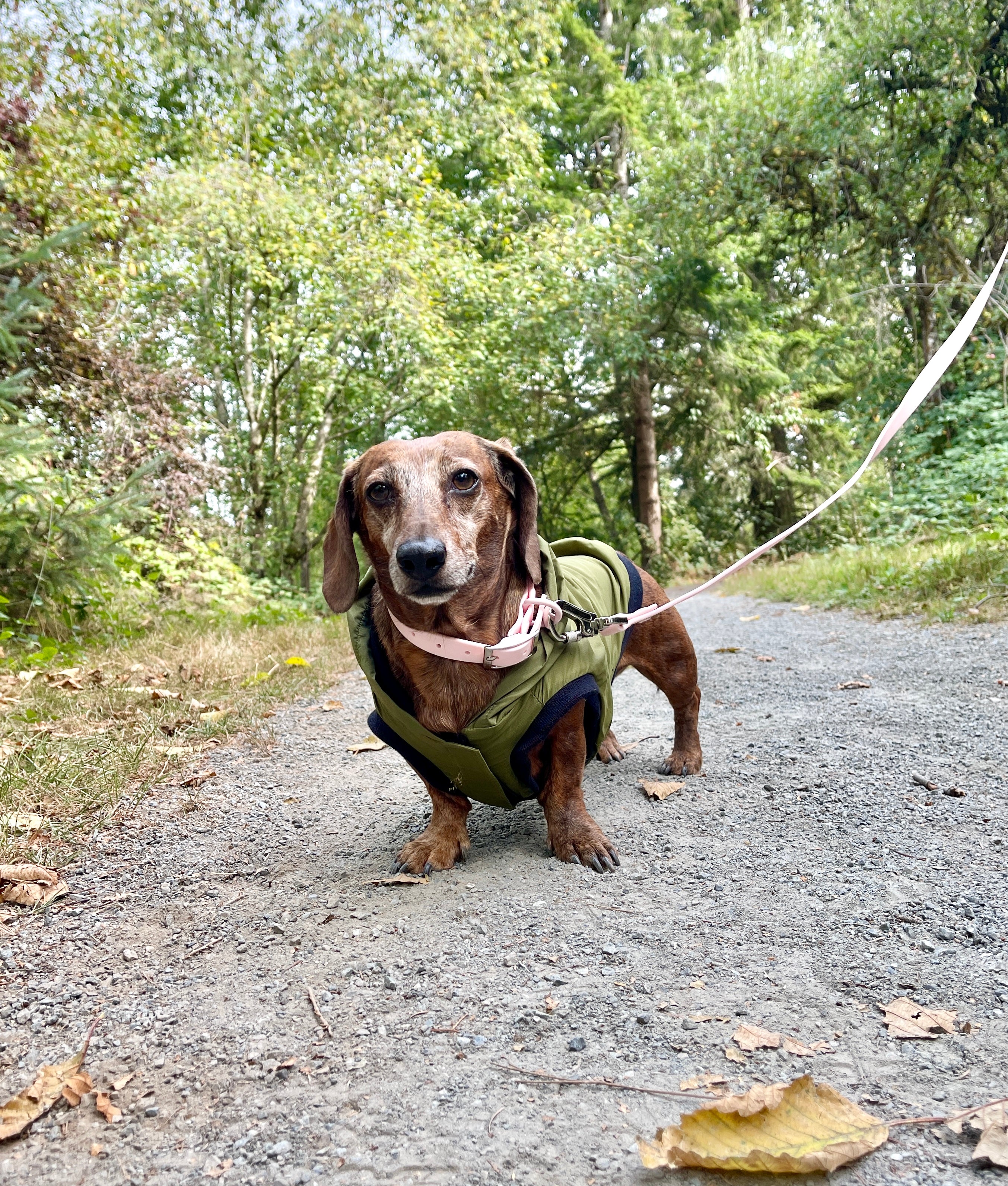 Waterproof Dog Leash Sharper Barker