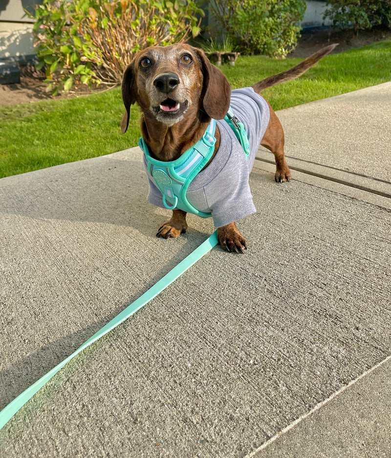 dog crew sweater, light grey dog sweatshirt, dachshund clothing