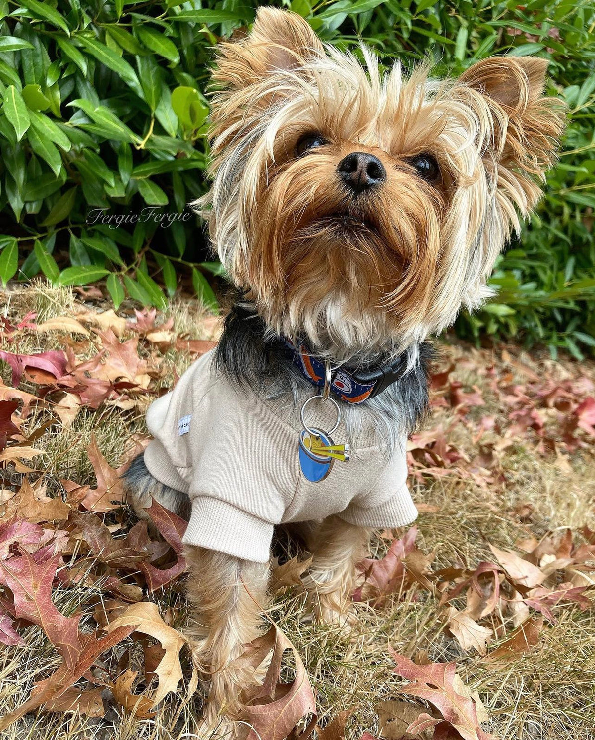 Biscuit Fleece Dog Crew