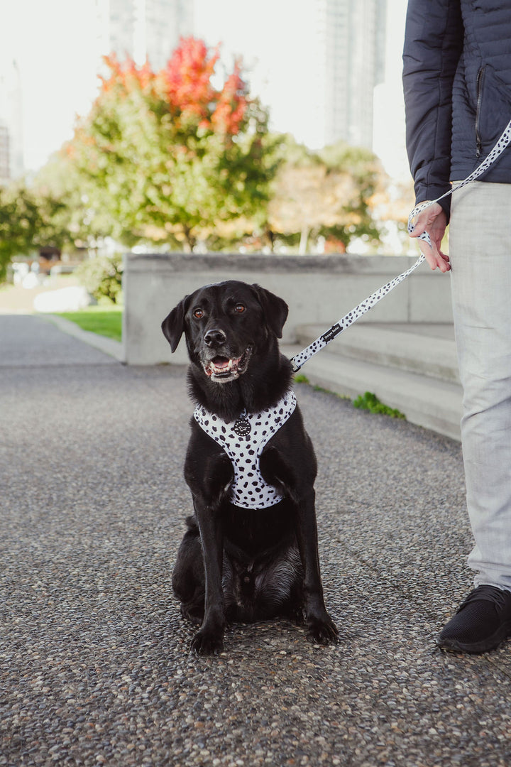 Comfort Handle Dog Leash - Lucky Dalmatian Print