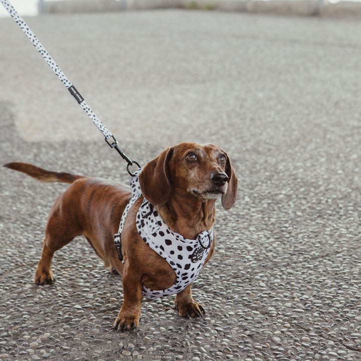 Comfort Handle Dog Leash - Lucky Dalmatian Print