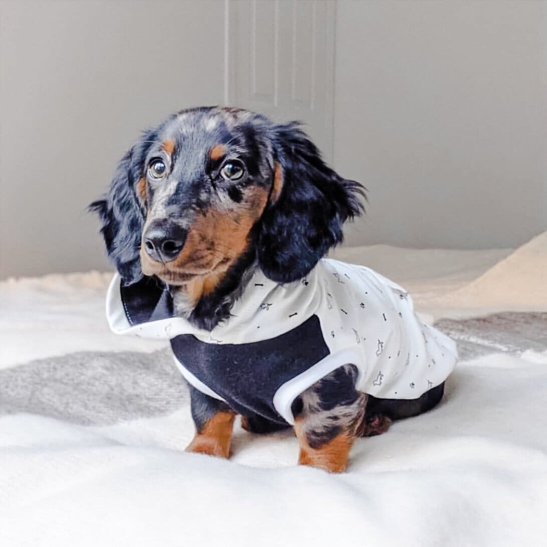 Chewy V Shaggy Dog Hoodie  Winter Comfort for Your Dachshund